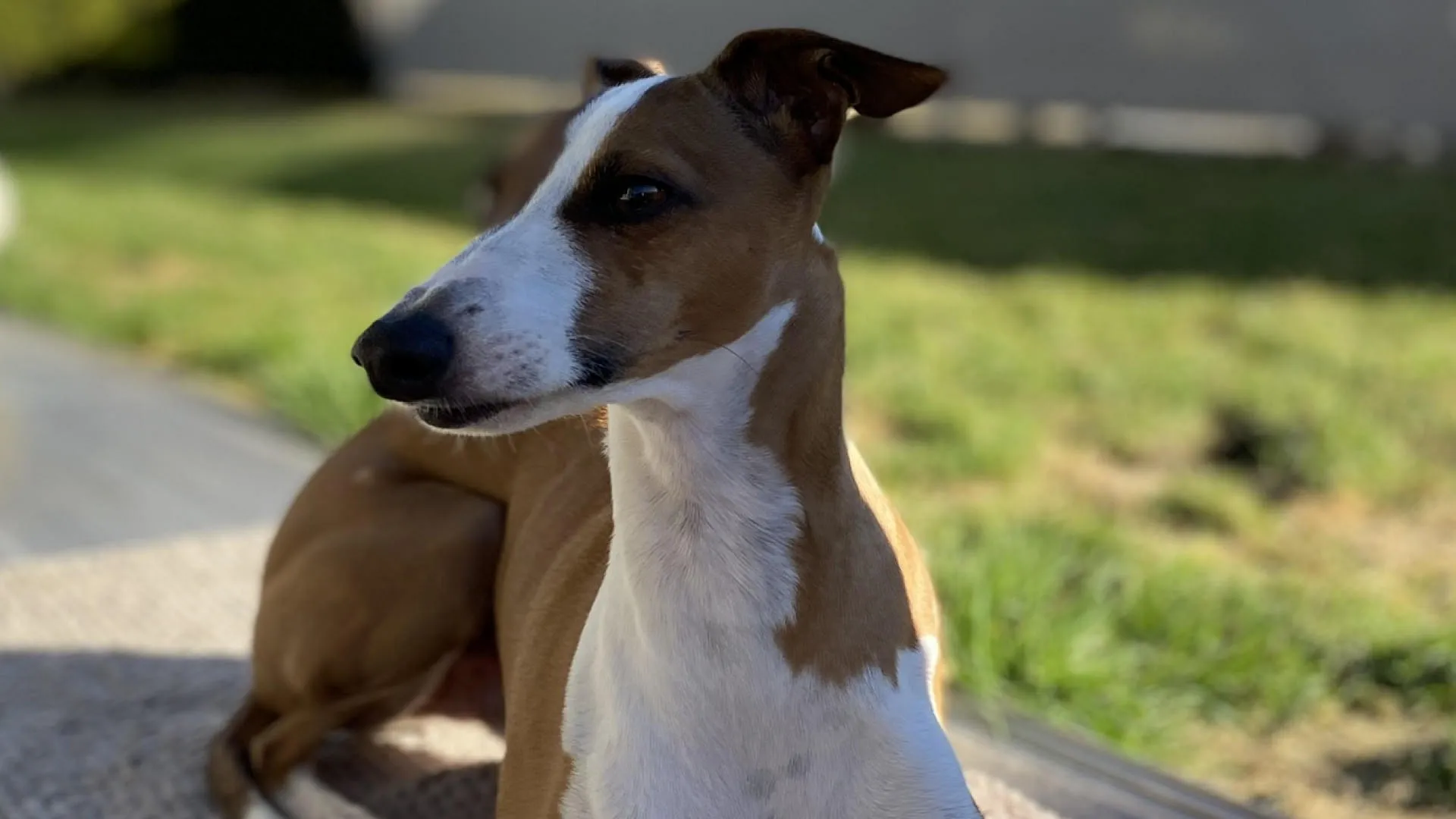 Hundetraining